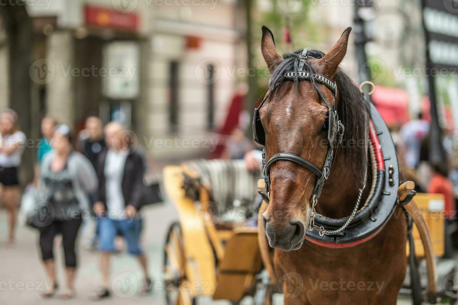 Marrone cavallo traino un' allenatore sta su un' strada occupato con turisti durante estate stagione foto