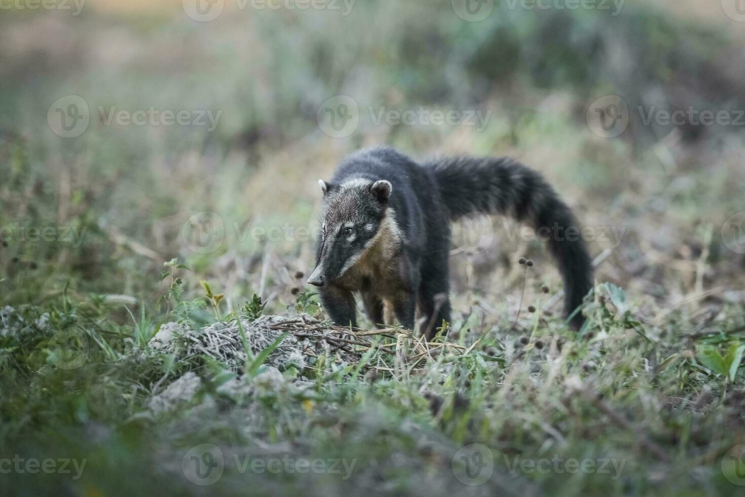 Sud americano coati, guardando per insetti,pantanal,brasile foto