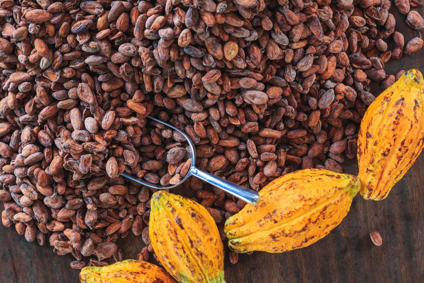 baccelli di cacao e fave di cacao su uno sfondo di legno foto