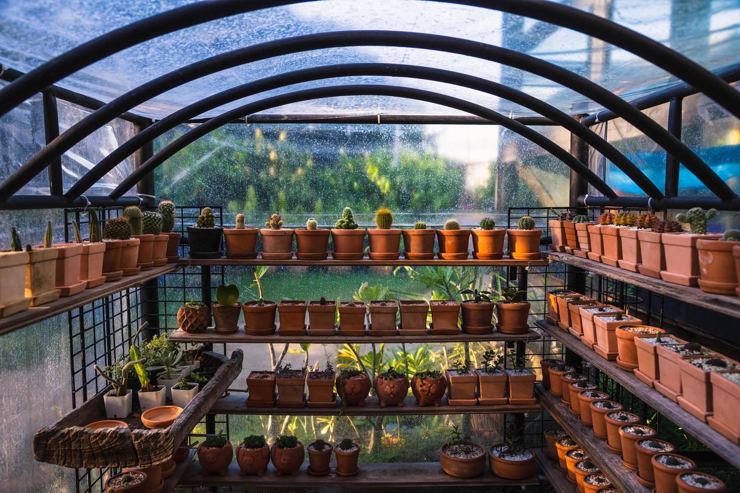 esperimento per la coltivazione di cactus nella fattoria. foto