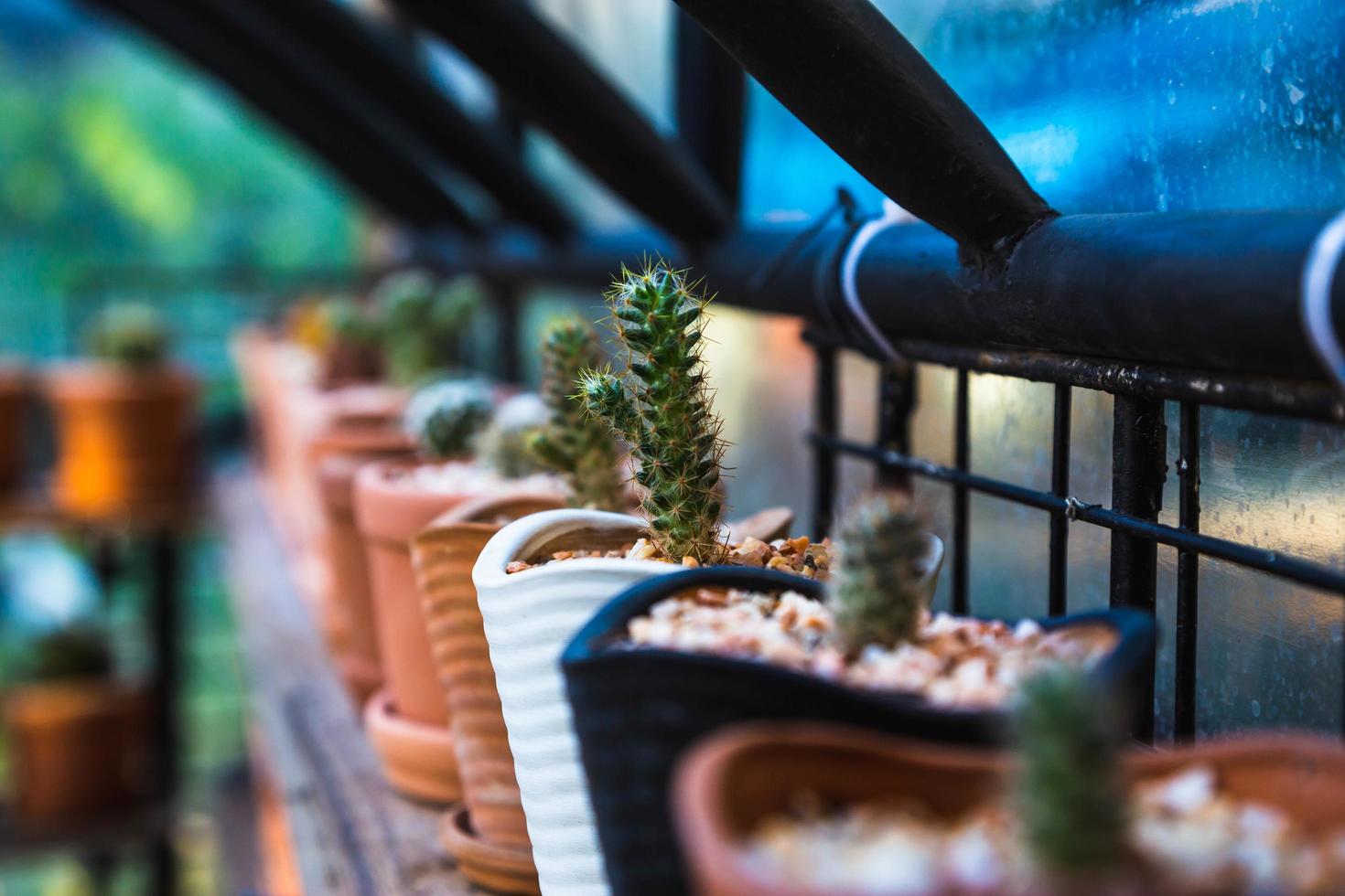 esperimento per la coltivazione di cactus nella fattoria. foto