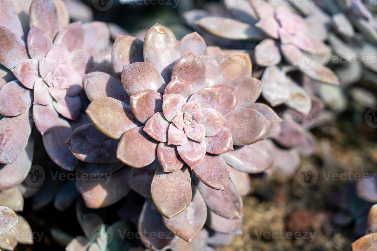 Crassulaceae o Kalanchoe blossfeldiana poellnitz foto