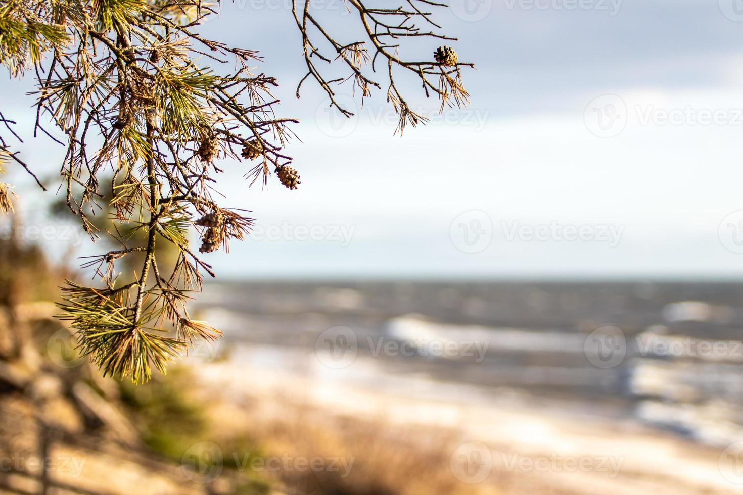 vista sul mar baltico in giornata di sole. ramo di pino con coni in primo piano e sfondo sfocato di spiaggia sabbiosa e onde del mare foto