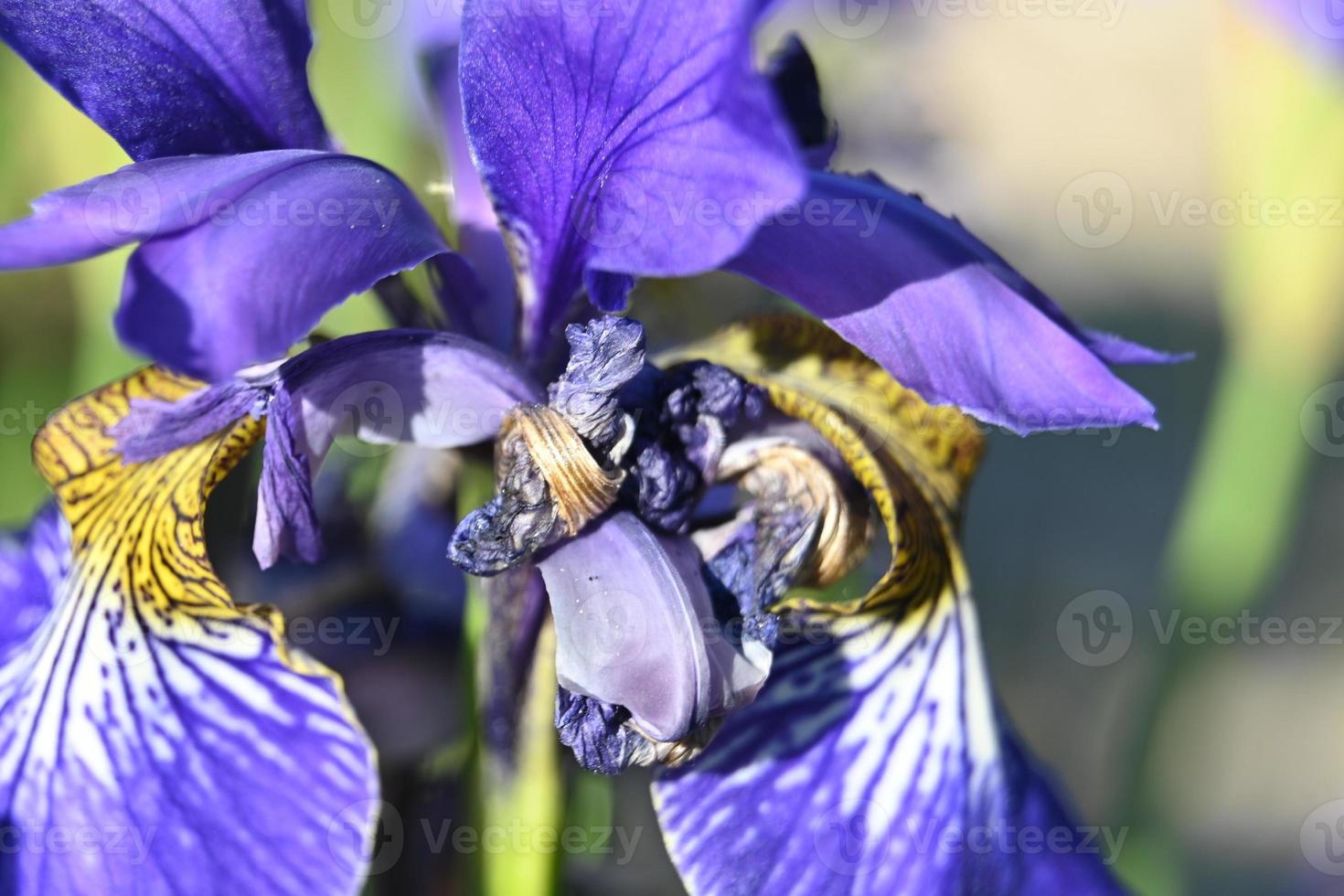 petali di iris da vicino foto