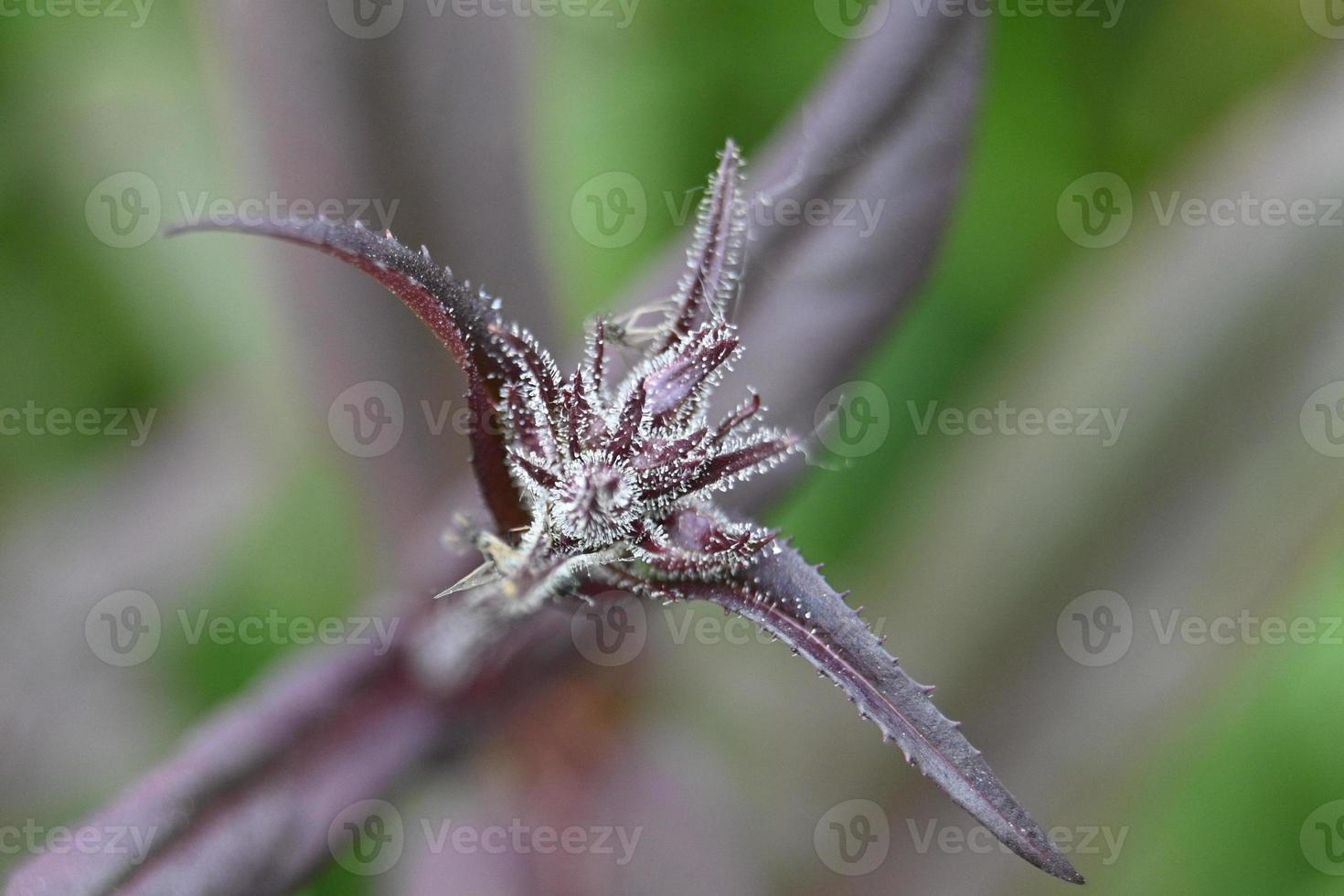 bocciolo di fiore perenne estivo foto