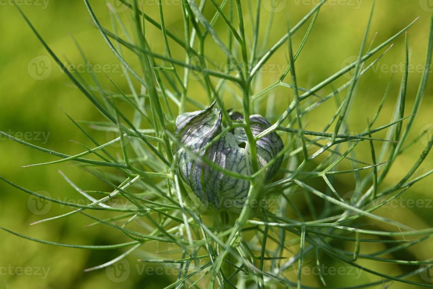 germoglio di grano nero verde foto