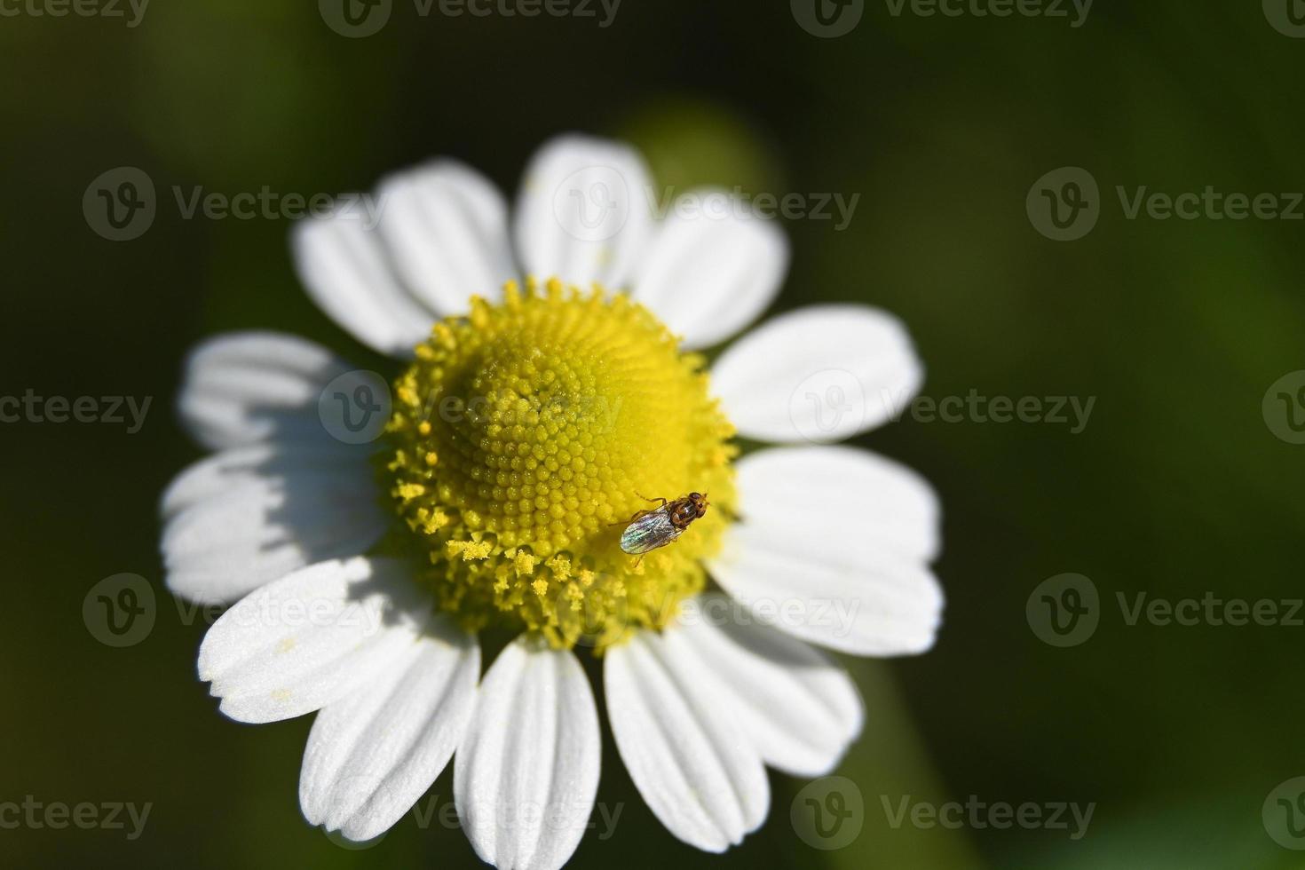 un fiore di camomilla foto