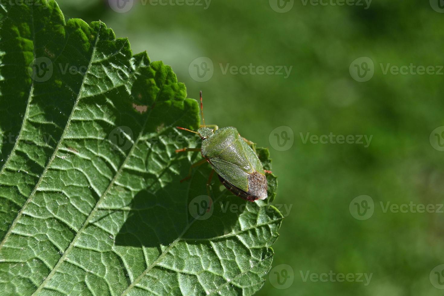 cimice verde su una foglia verde foto