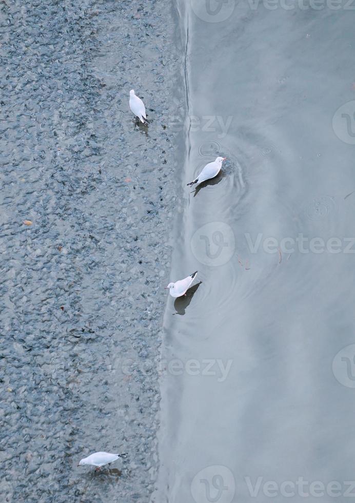 gabbiani sull'acqua nel fiume foto