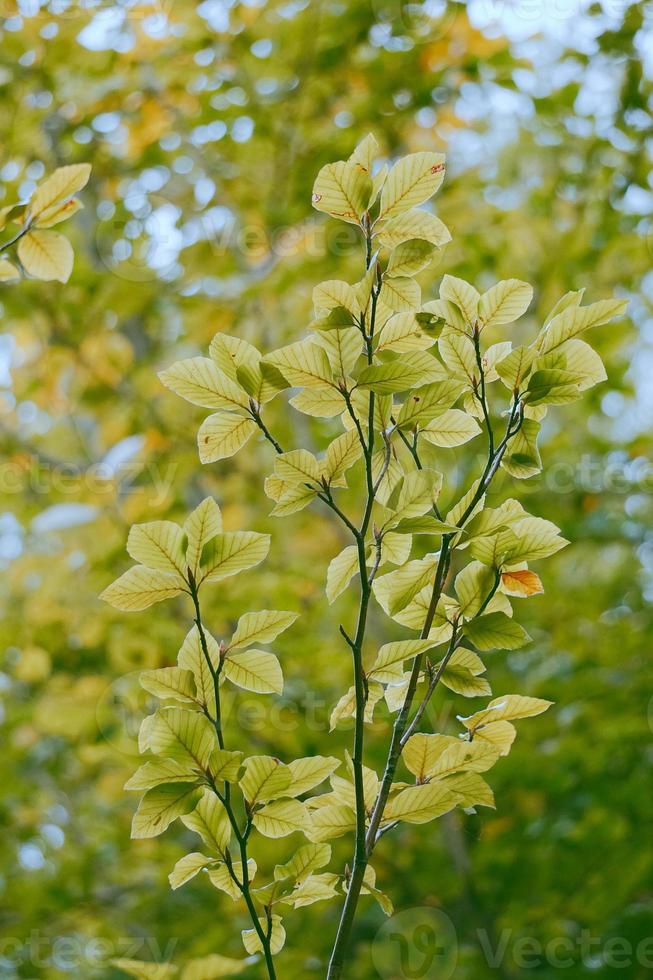 foglie di albero verde nella natura in primavera foto