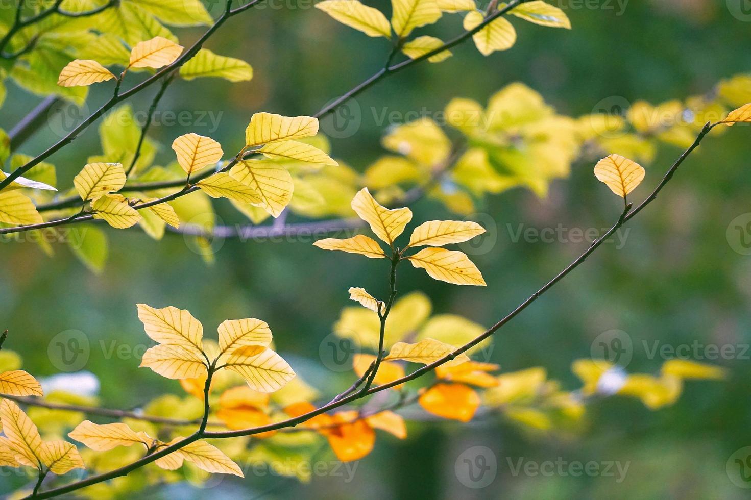 foglie di albero verde nella natura in primavera foto