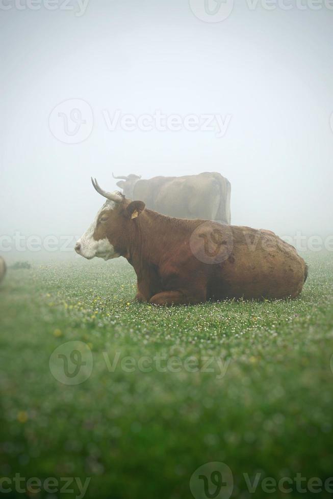 ritratto di mucca marrone nel prato foto