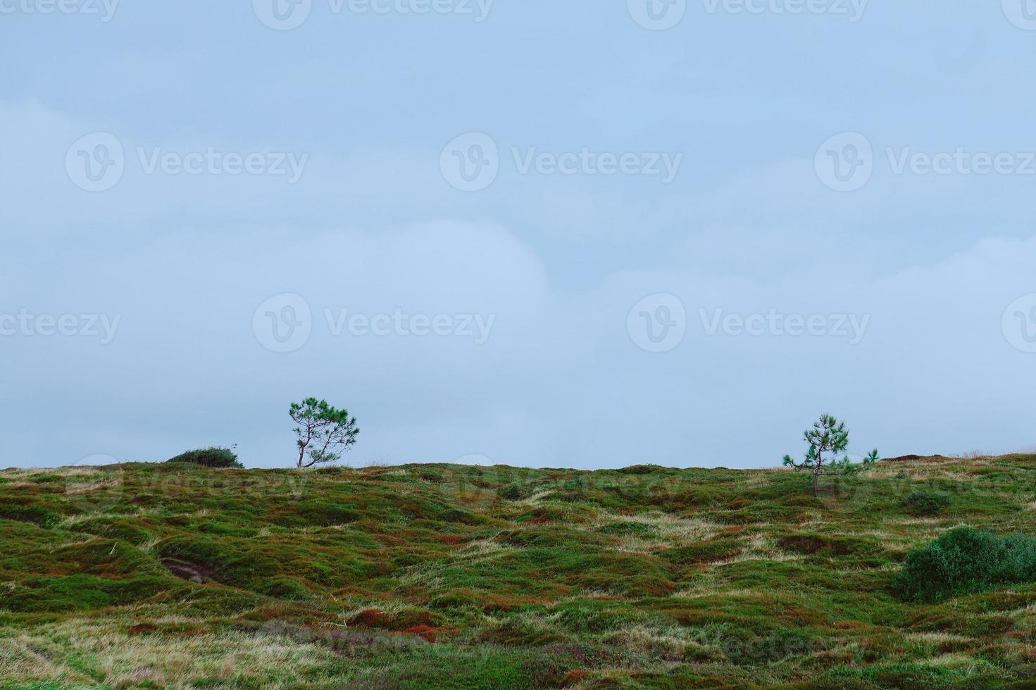 alberi nella foresta nella natura nella stagione autunnale foto