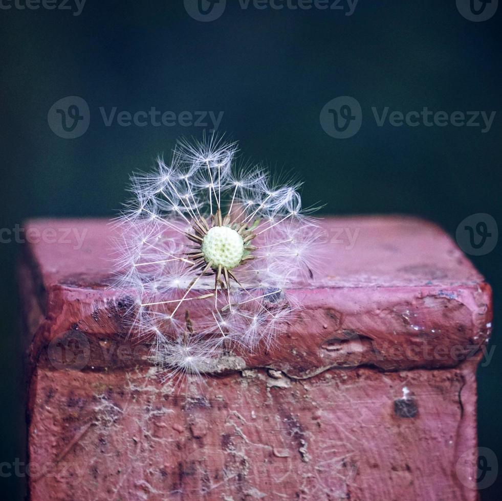 bellissimo seme di fiore di tarassaco in primavera foto