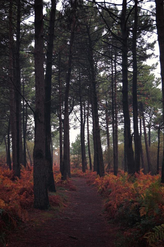 alberi nella foresta nella natura nella stagione autunnale foto