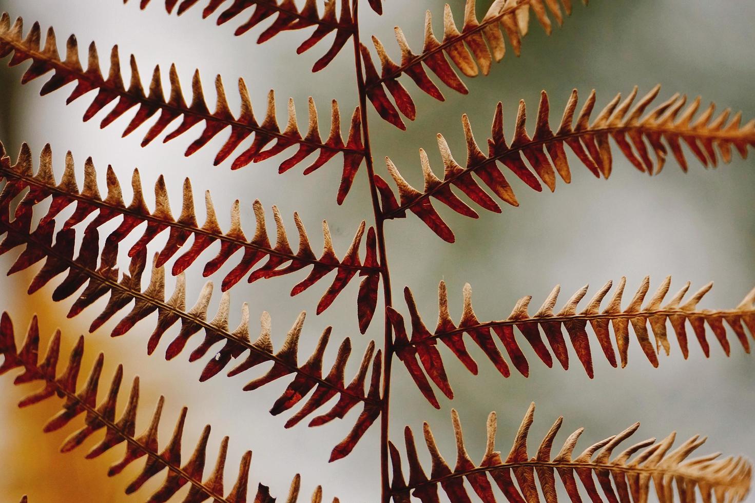 foglie di felce marrone nella stagione autunnale foto