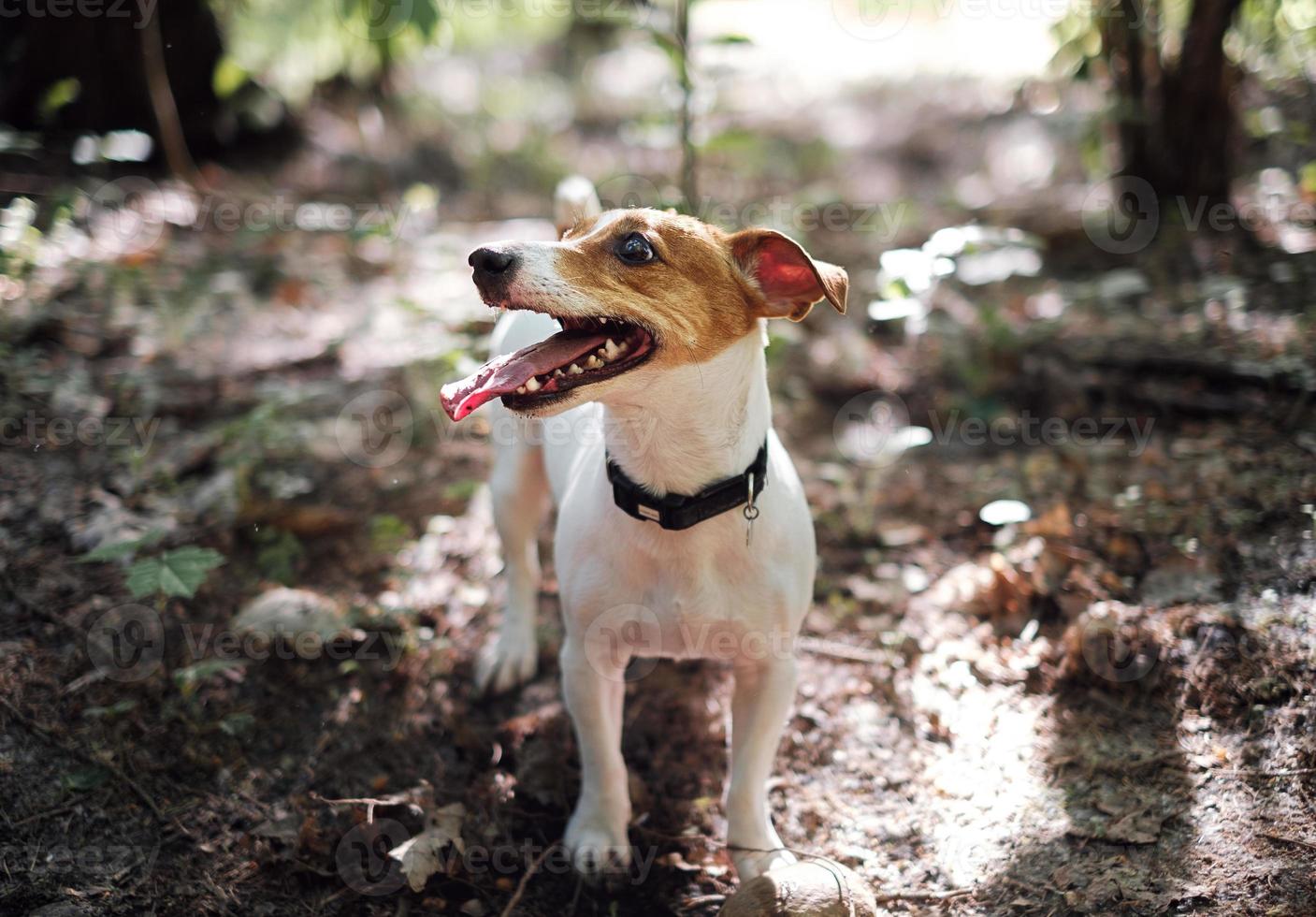 jack russell terrier che gioca nella foresta foto