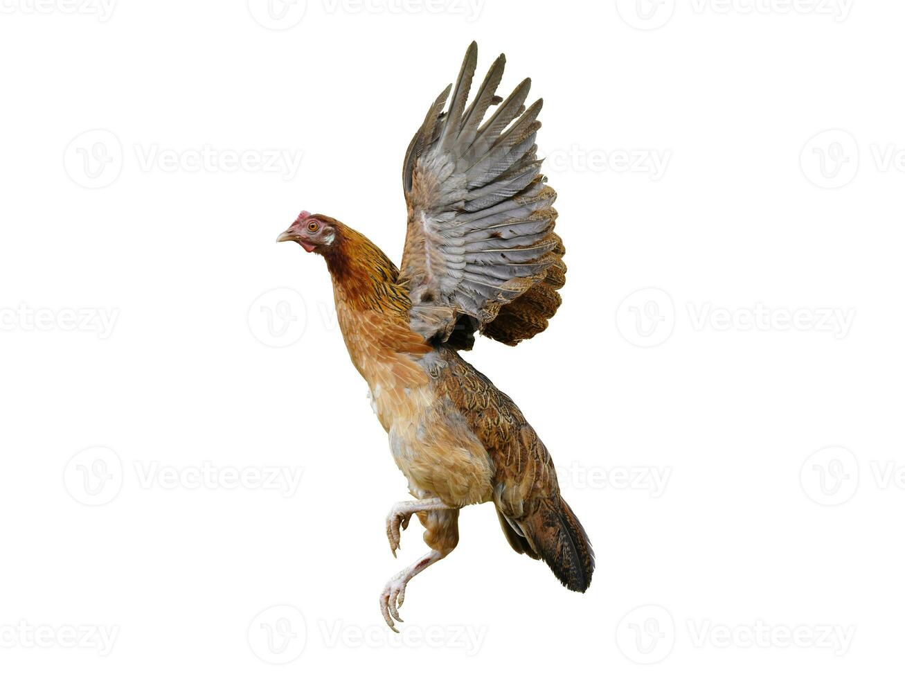 pollo volante su un' bianca sfondo foto