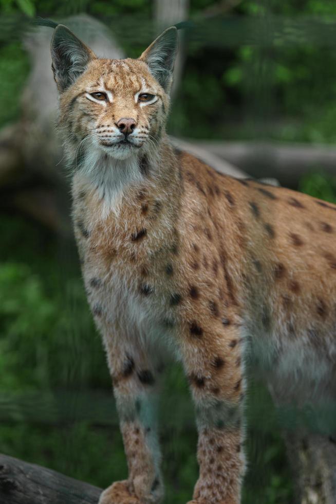 lince euroasiatica nel giardino zoologico foto