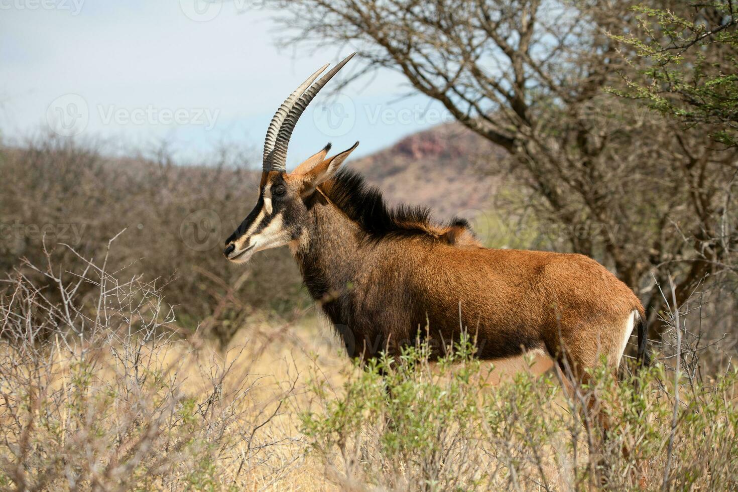 un' grande antilope in piedi nel un' campo foto