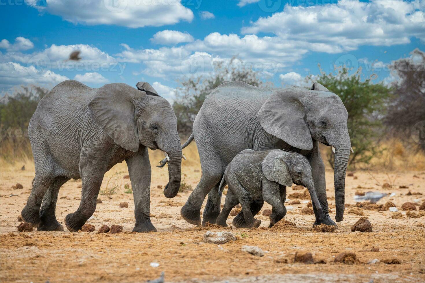 elefante a etosha nazionale parco, namibia foto