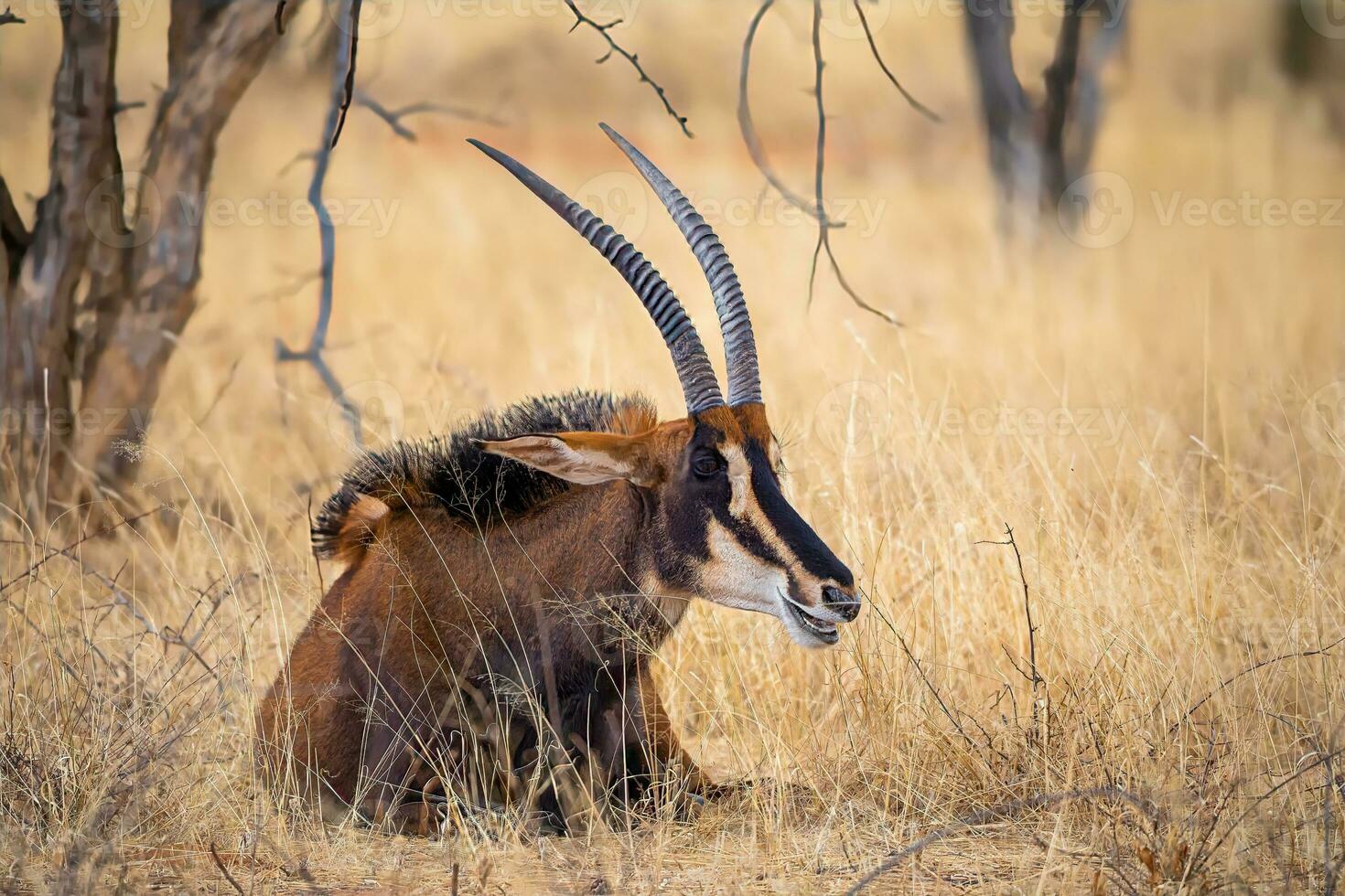 zibellino antilope a kruger nazionale parco foto