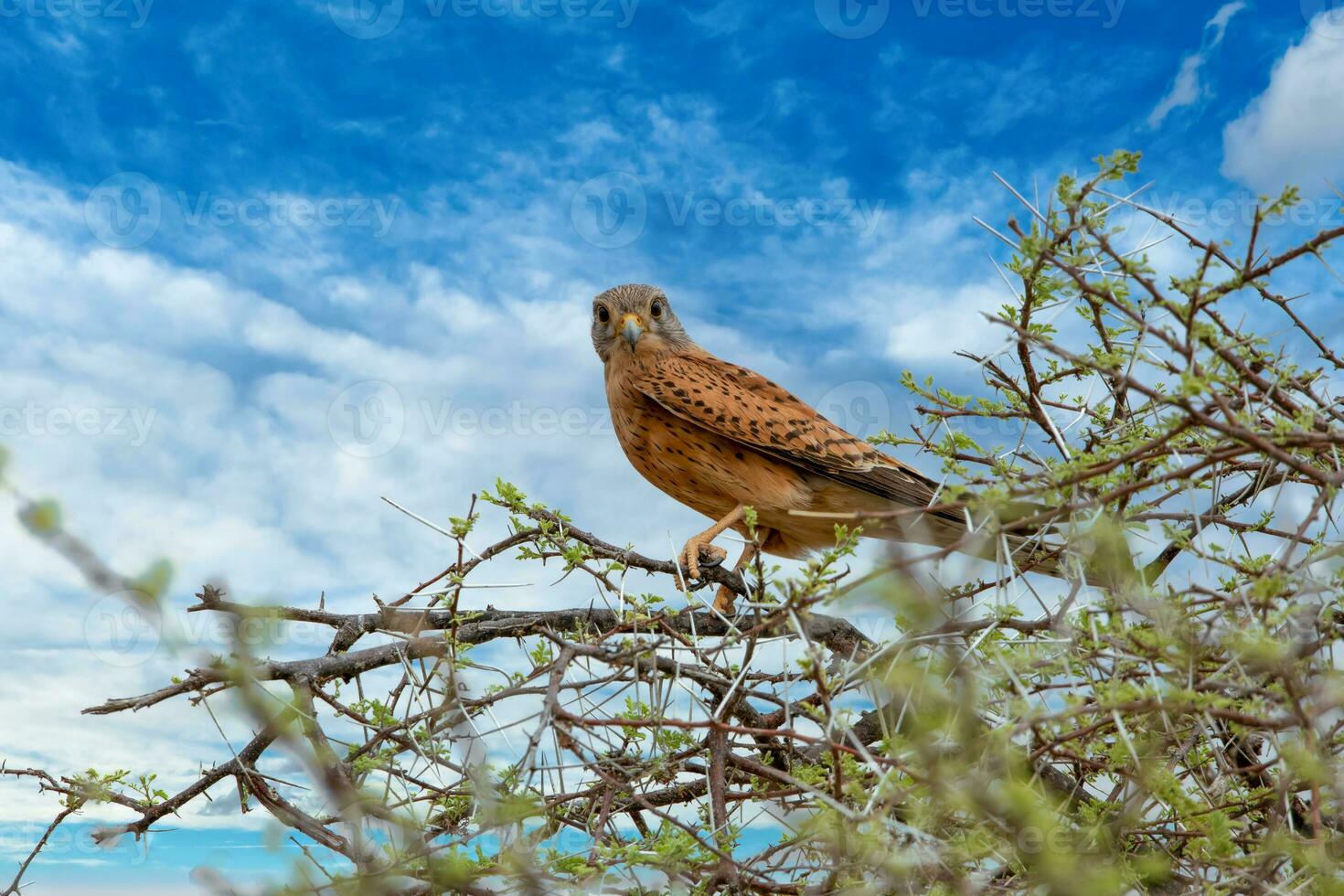 un' roccia gheppio nel etosho namibia foto