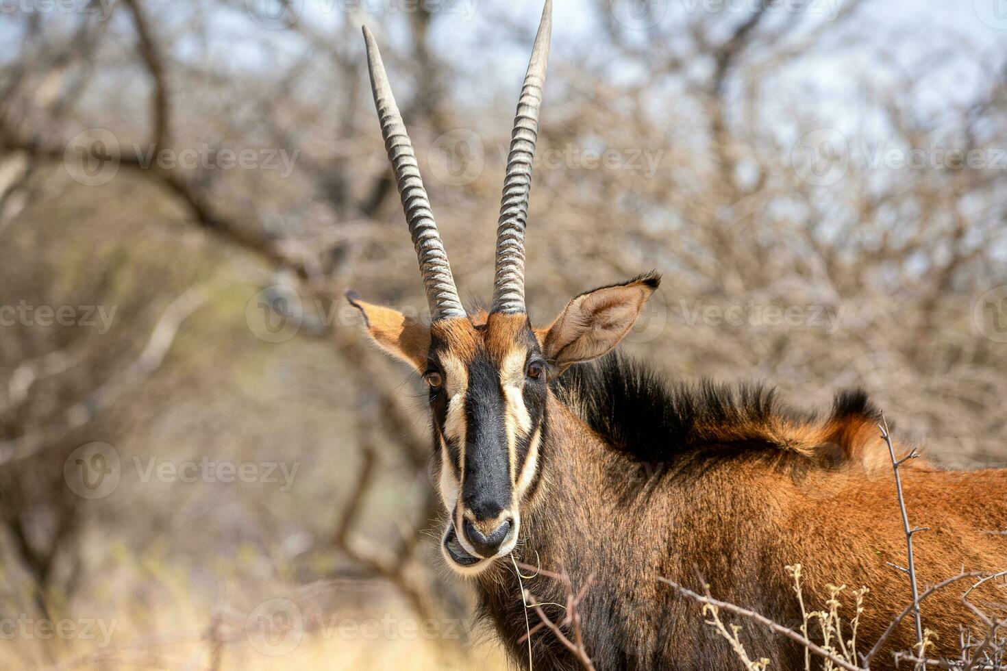 zibellino antilope a kruger nazionale parco foto