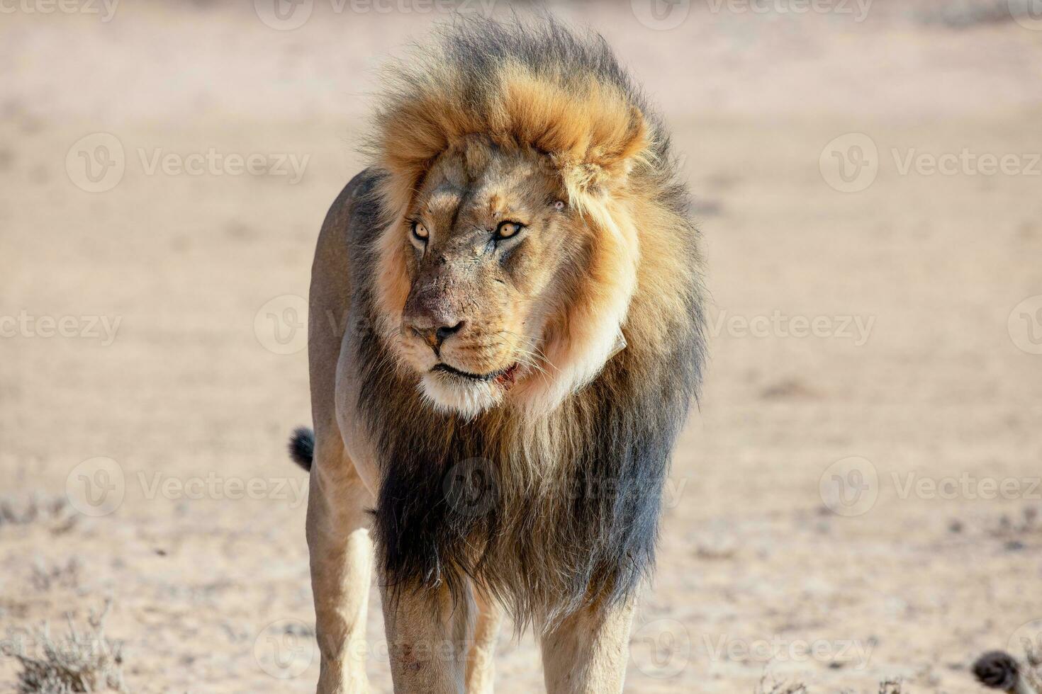 leoni nel il kgalagadi transfrontaliero parco, Sud Africa foto
