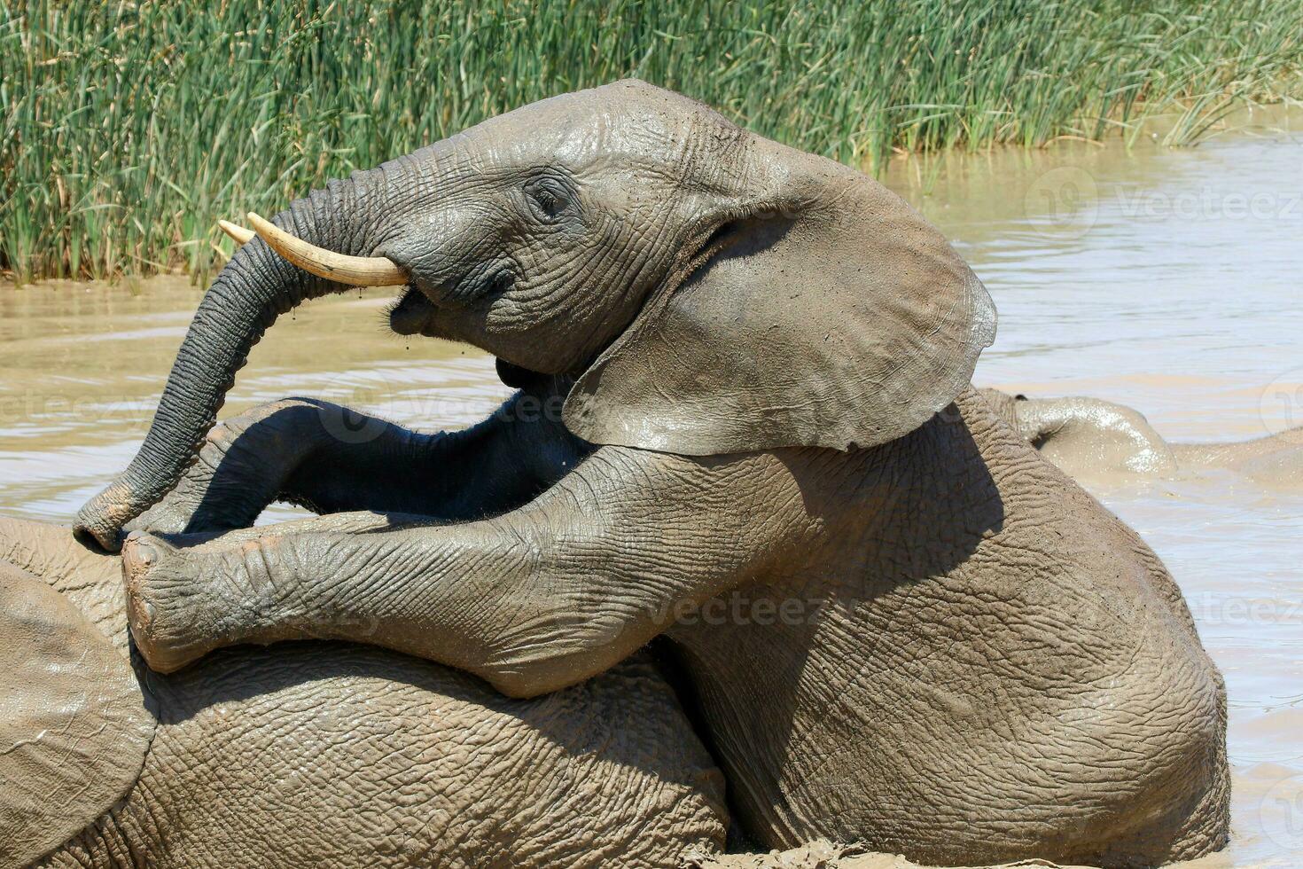 elefante nel ethosa nazionale parco, namibia foto