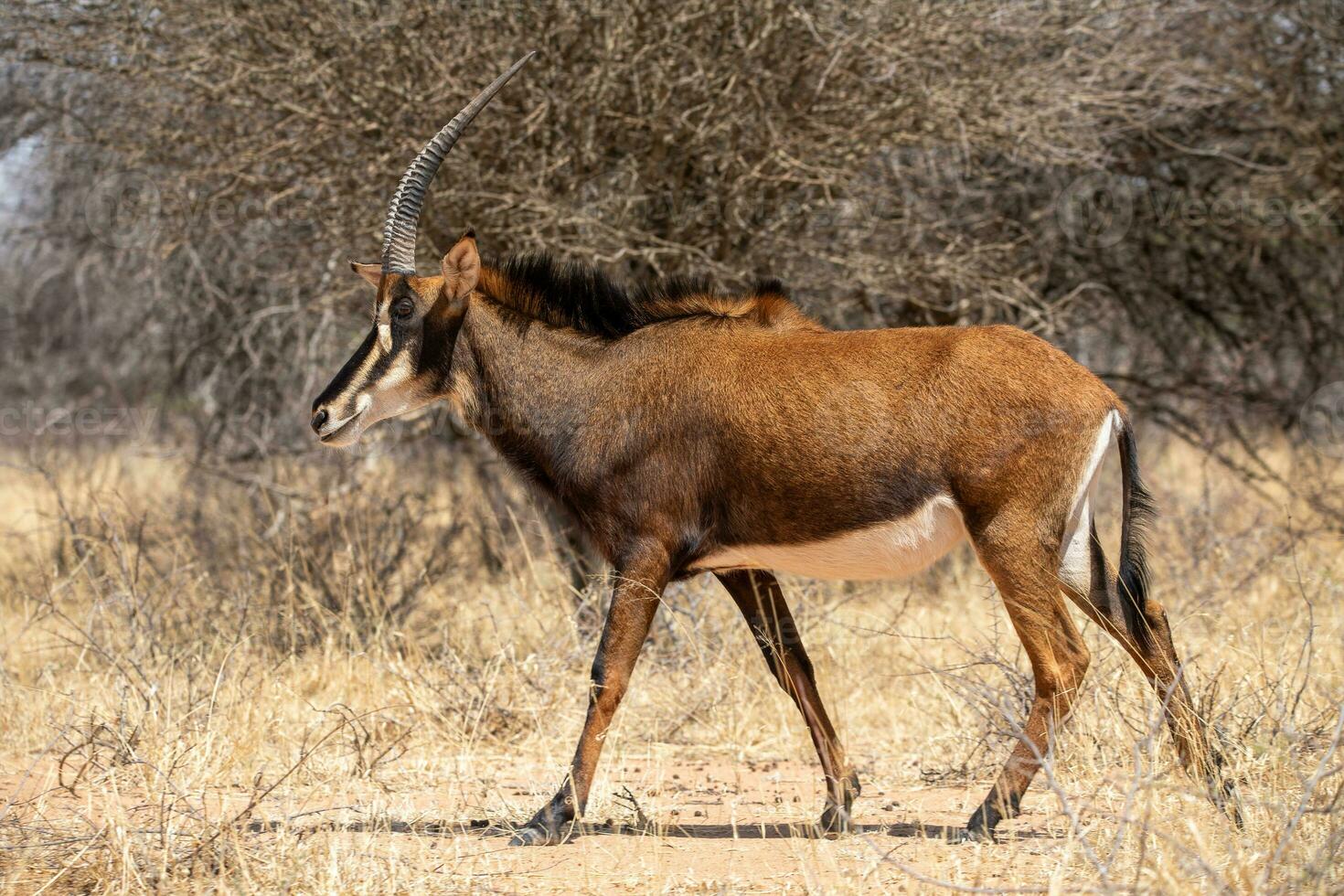 un' grande antilope a piedi nel il erba foto