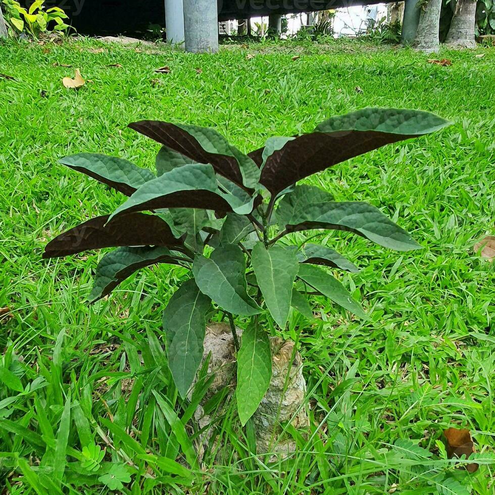 un' piccolo pianta con verde le foglie nel un' tropicale nazione. foto