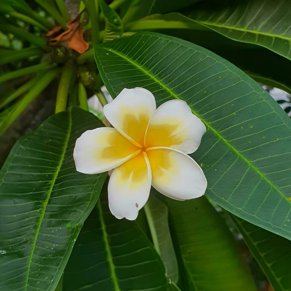 carino e colorato fiore con verde le foglie nel un' tropicale nazione. foto