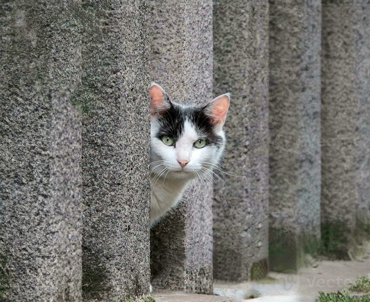 un' nero e bianca gatto sbirciando su a partire dal dietro a un' parete foto