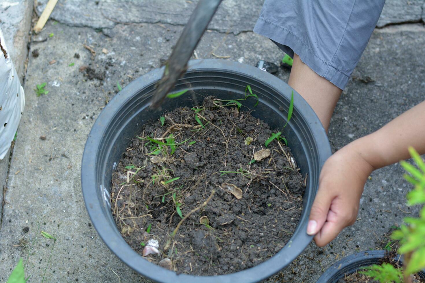 donna piantare impianti nel nero plastica pentole uso il suolo per piantare alberi. foto