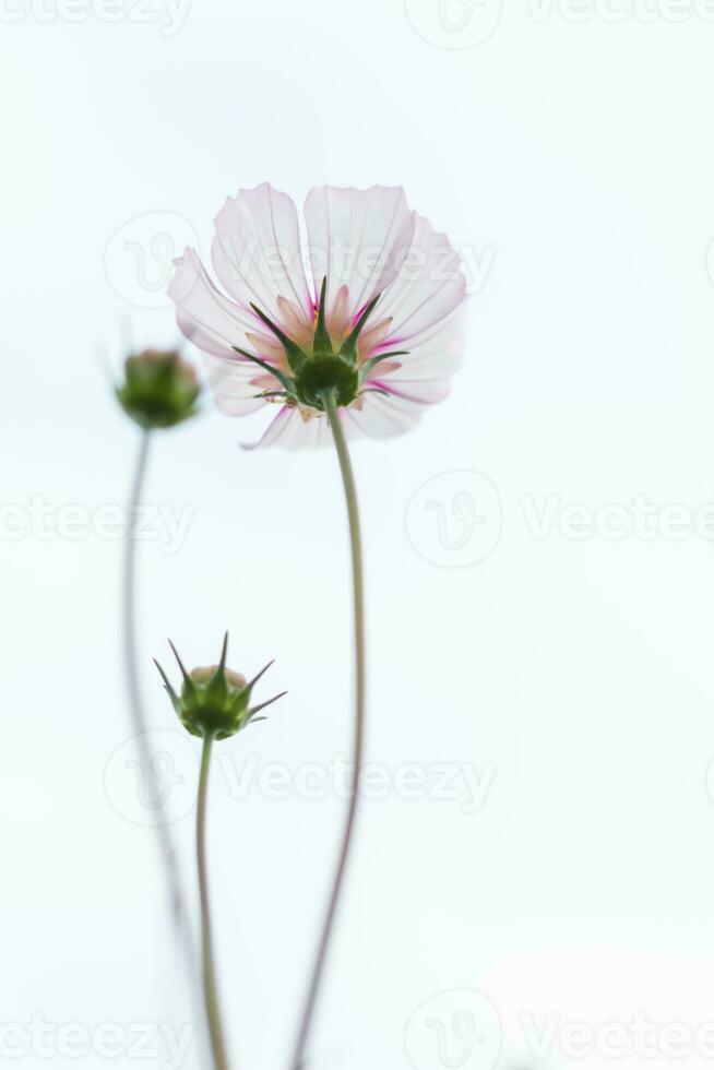 il cosmo fiore sfondo nel il giardino è piantato come un ornamentale pianta per quelli chi piace per prendere immagini con cosmo fiori per prendere un' memoriale foto nel il vasto campo di cosmo fiori.