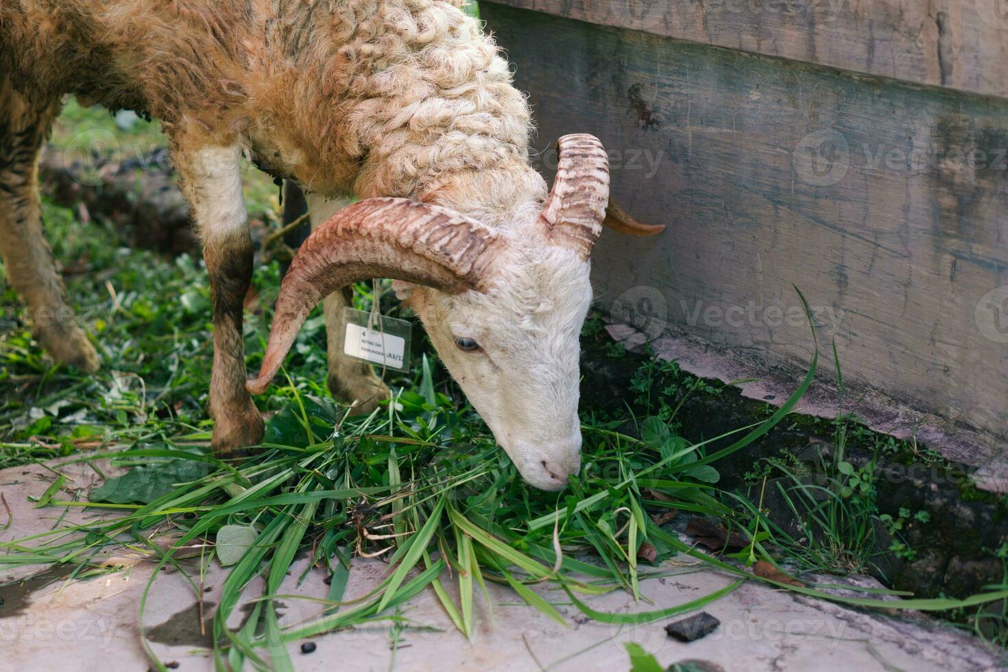 bianca capra o pecora per Qurban o sacrificio Festival musulmano evento nel villaggio con verde erba foto