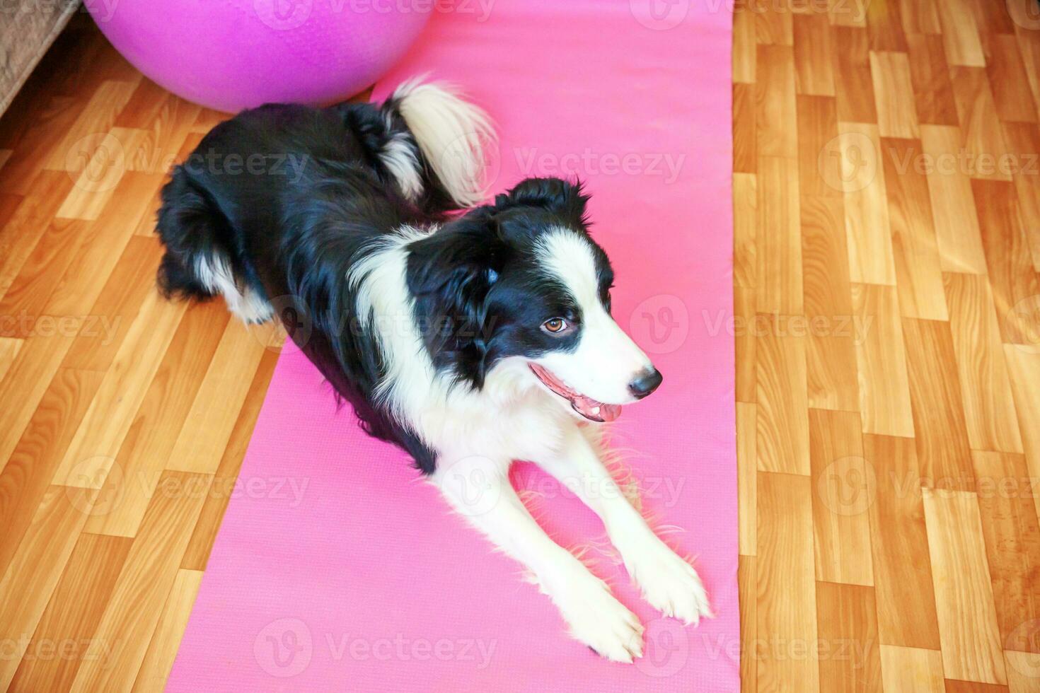 divertente cane border collie che pratica lezione di yoga al coperto. cucciolo che fa yoga asana posa sul tappetino yoga rosa a casa. calma e relax durante la quarantena. allenarsi in palestra a casa. foto