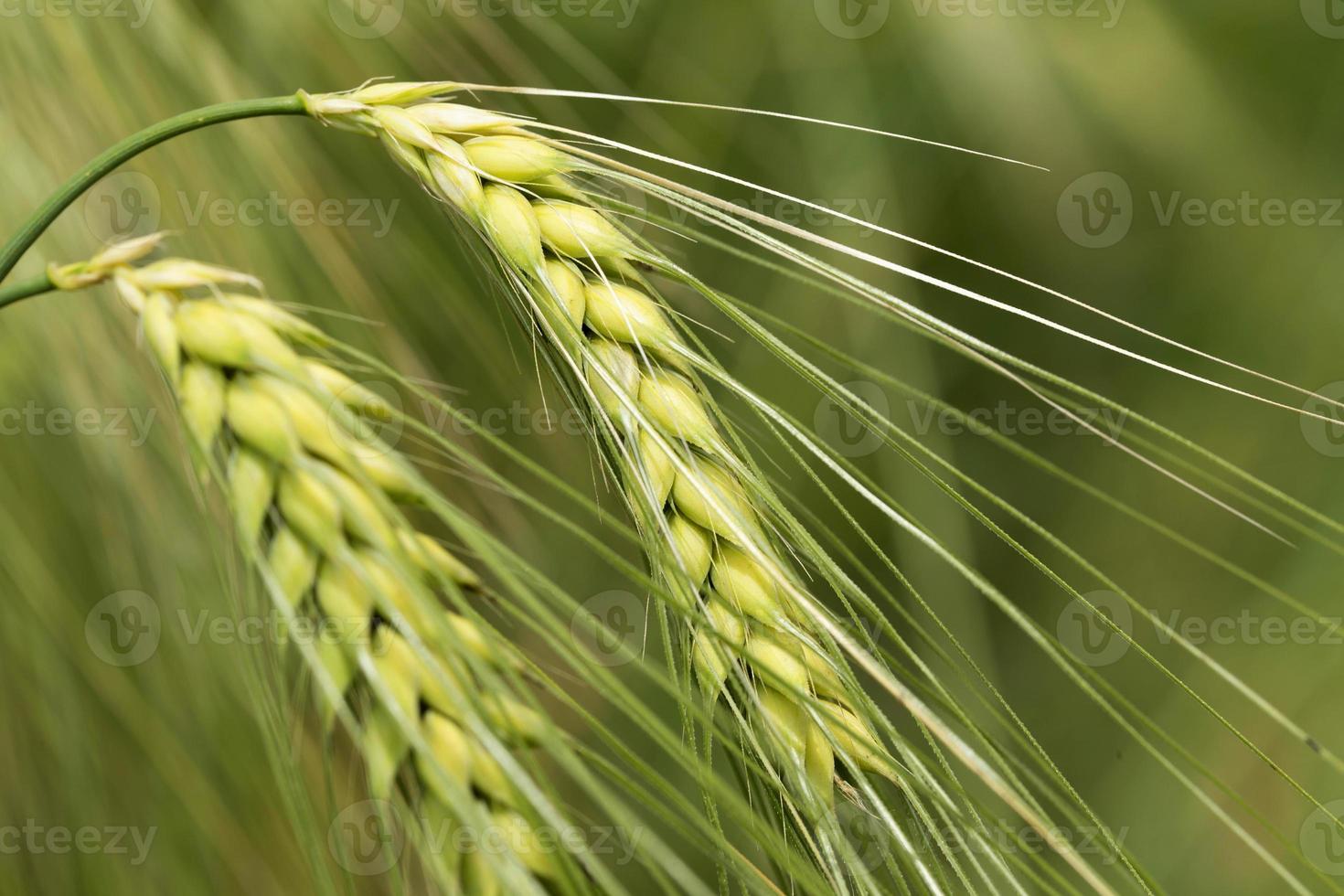 dettaglio della giovane spiga d'orzo verde foto