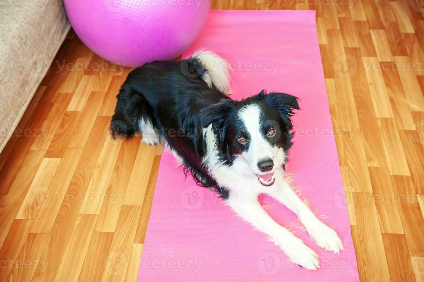 divertente cane border collie che pratica lezione di yoga al coperto. cucciolo che fa yoga asana posa sul tappetino yoga rosa a casa. calma e relax durante la quarantena. allenarsi in palestra a casa. foto