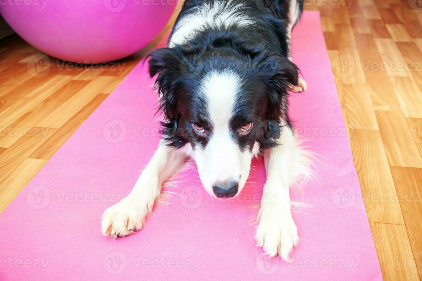 divertente cane border collie che pratica lezione di yoga al coperto. cucciolo che fa yoga asana posa sul tappetino yoga rosa a casa. calma e relax durante la quarantena. allenarsi in palestra a casa. foto