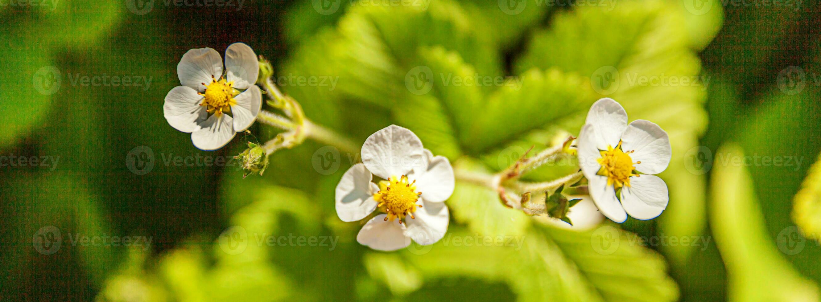 industriale coltivazione di fragole. cespuglio di fragola con fiore nel primavera o estate giardino letto. naturale in crescita di frutti di bosco su azienda agricola. eco salutare biologico cibo concetto sfondo bandiera foto