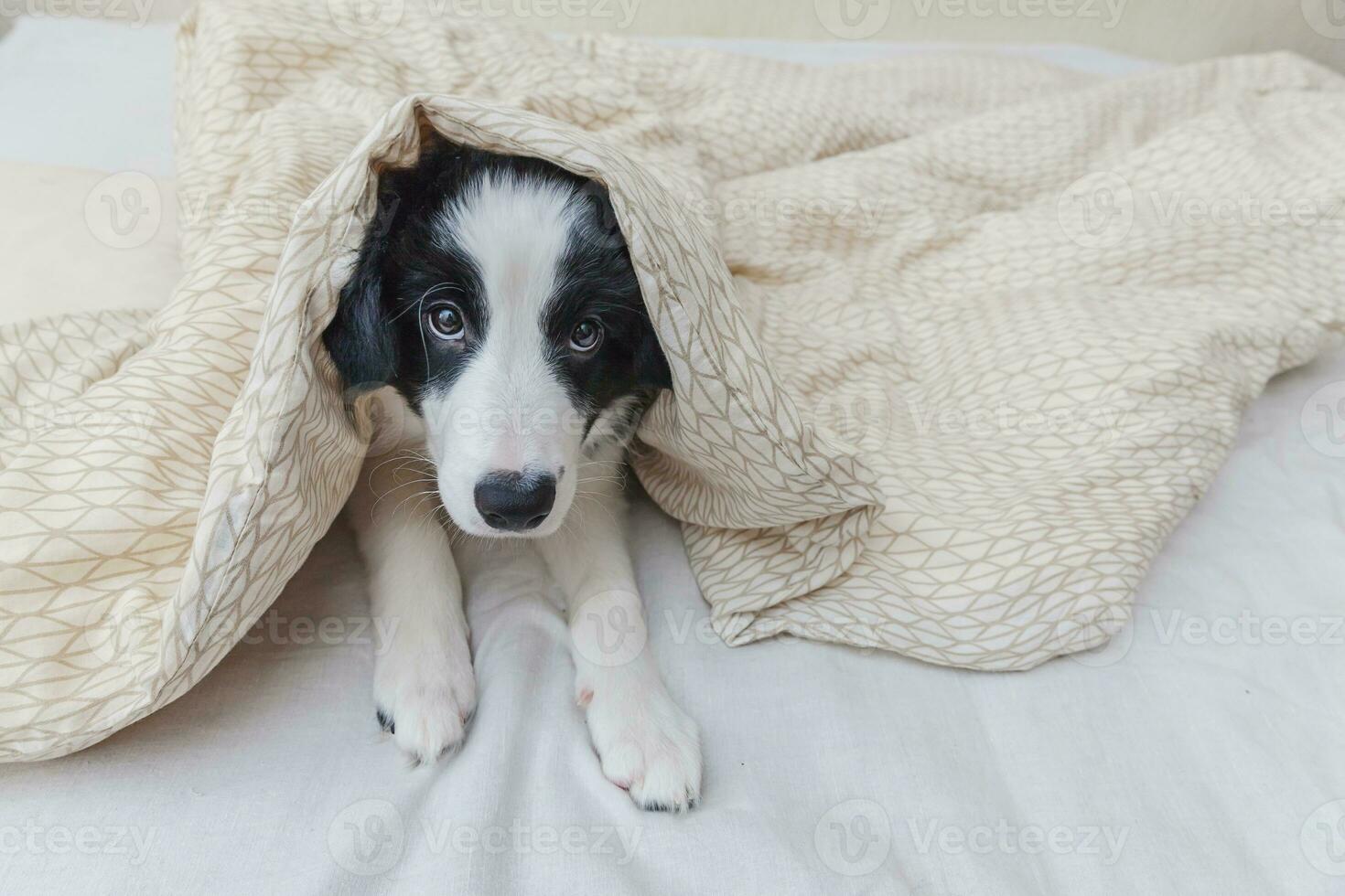 divertente ritratto di simpatico cucciolo di cane border collie smilling a letto a casa foto