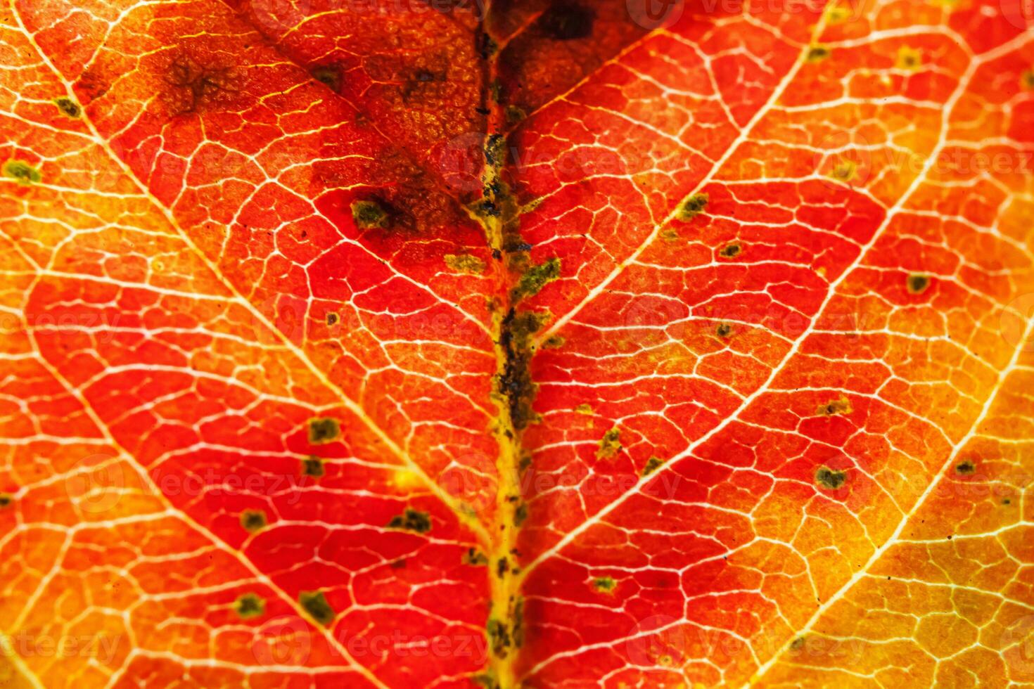 avvicinamento autunno autunno estremo macro struttura Visualizza di rosso arancia verde legna foglio albero foglia splendore nel sole sfondo. ispirazione natura ottobre o settembre sfondo. modificare di le stagioni concetto. foto