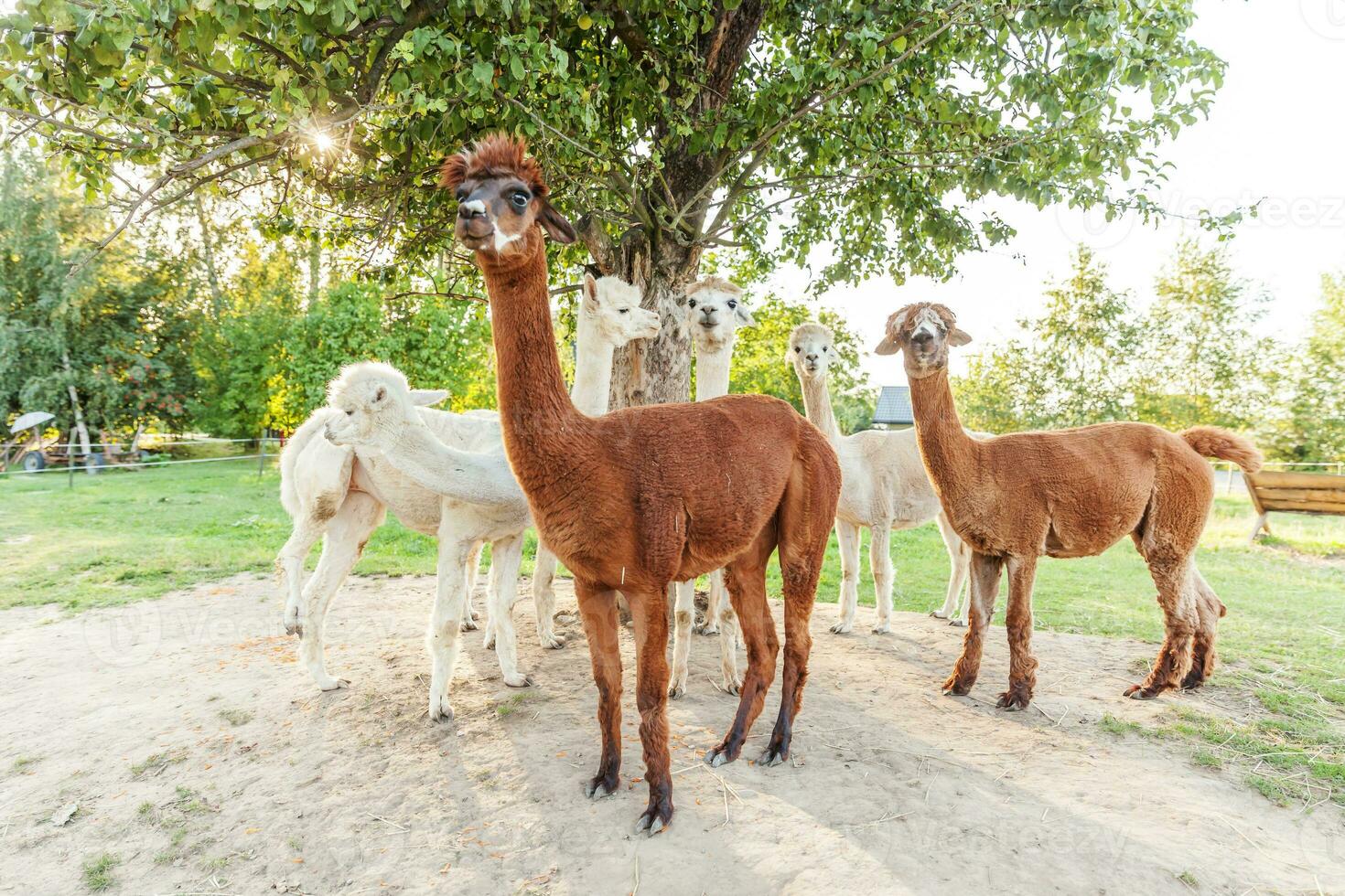 carino alpaca con faccia buffa che si rilassa nel ranch in una giornata estiva. alpaca domestici che pascolano sui pascoli nello sfondo naturale della campagna dell'azienda agricola ecologica. cura degli animali e concetto di agricoltura ecologica foto