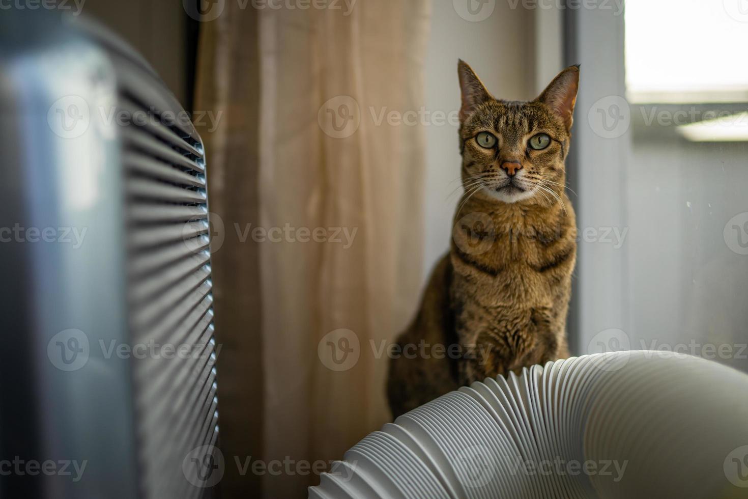 foto al coperto di Savannah Cat