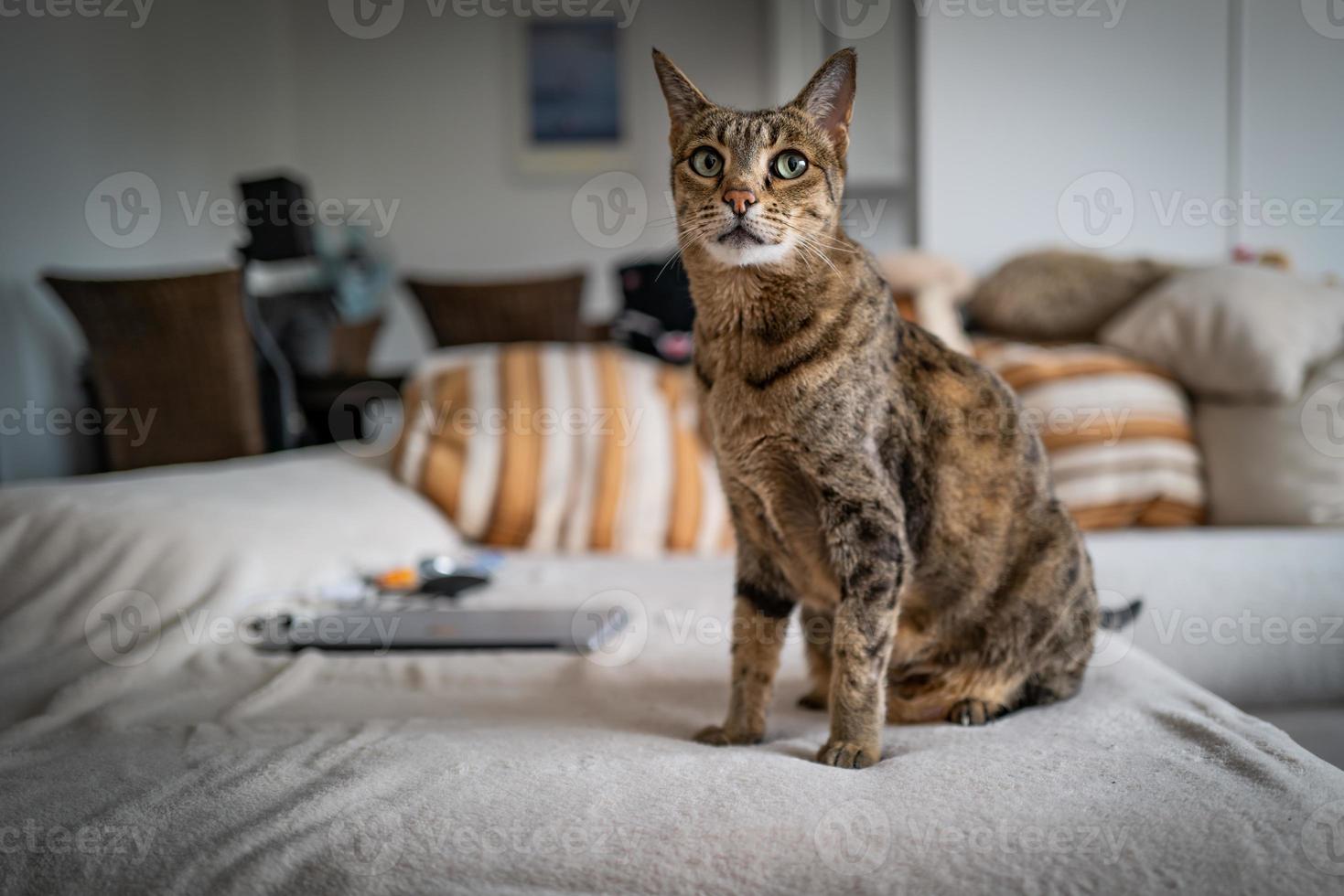 un simpatico gatto della savana su un divano foto