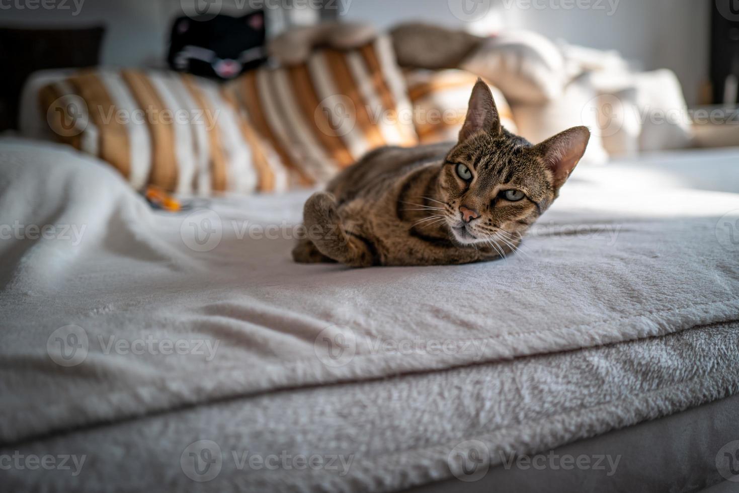 un simpatico gatto della savana su un divano foto