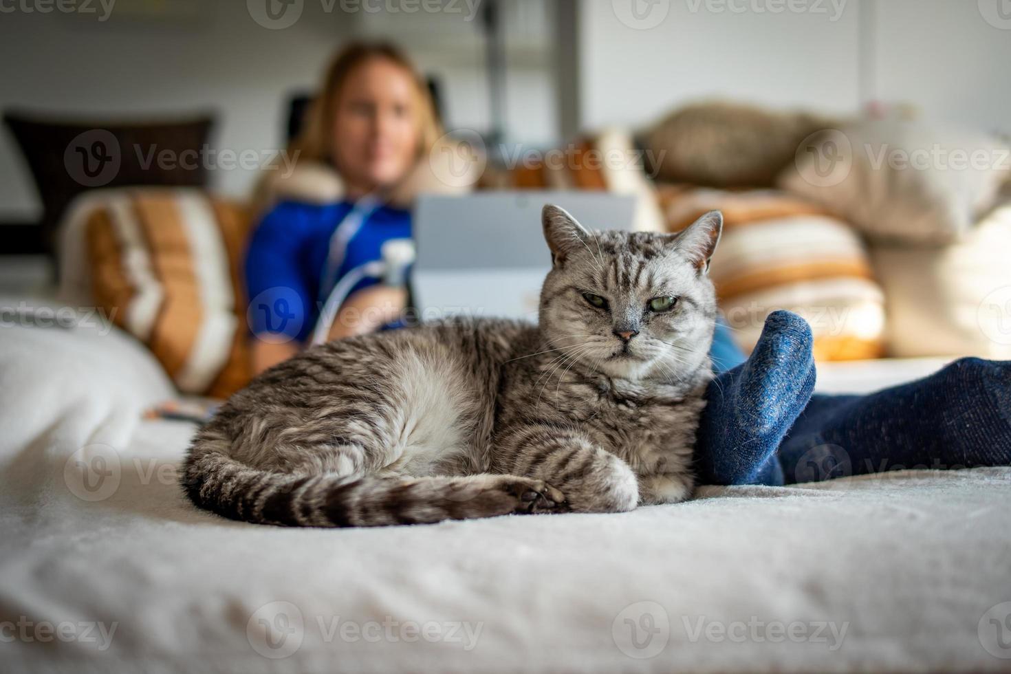 un simpatico gatto britannico a pelo corto con una ragazza bionda foto