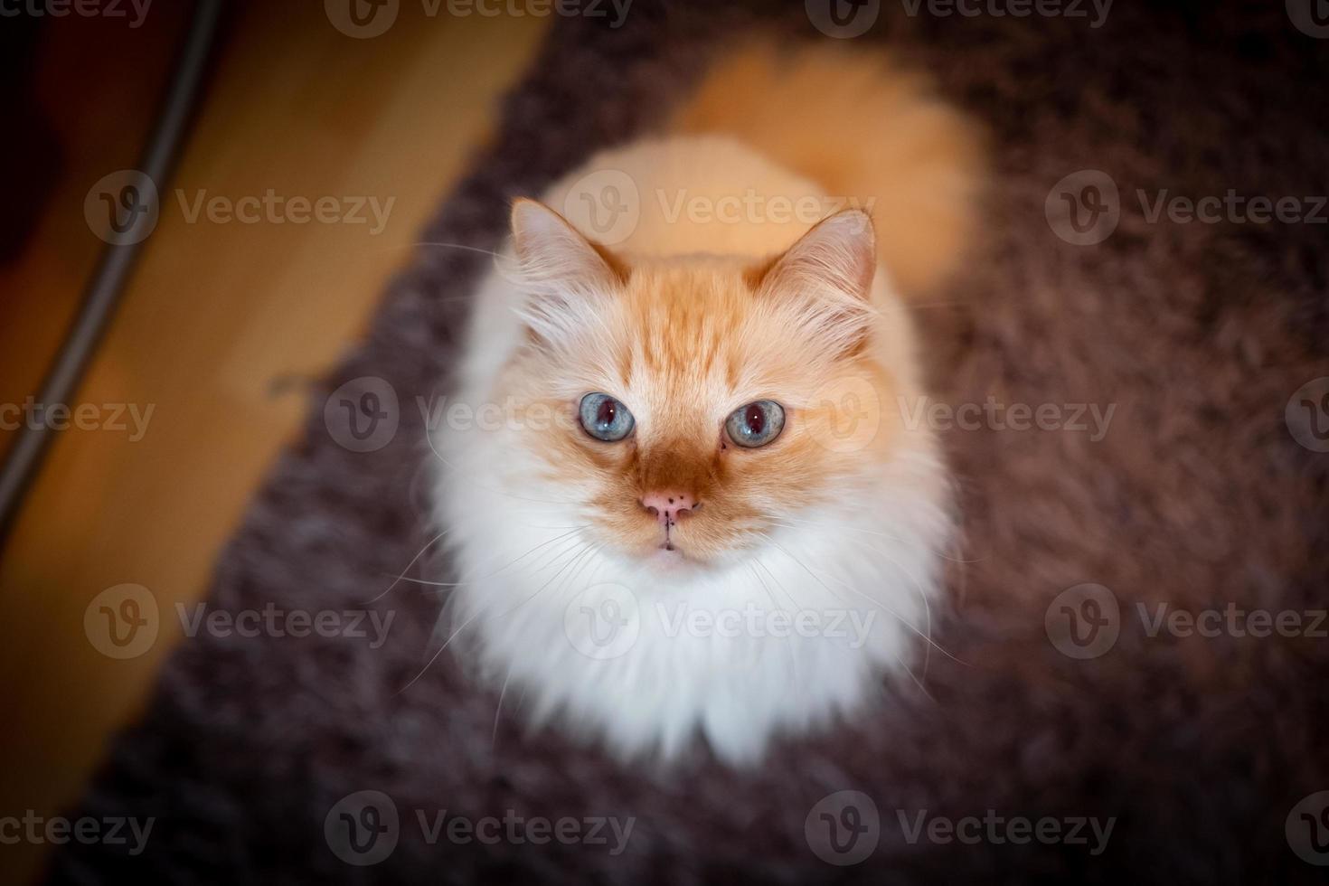 foto al coperto del sacro gatto di Birmania